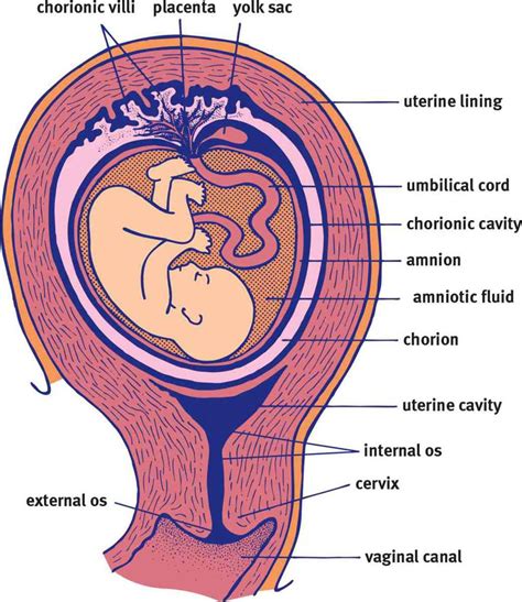 labelled diagrams of the babies in womb 